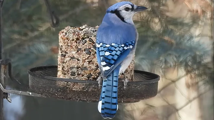 Less Mess & Birds stay longer with Seed Logs | How to make Seed Logs for Birds