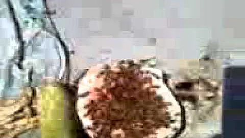 осы любят сладкое