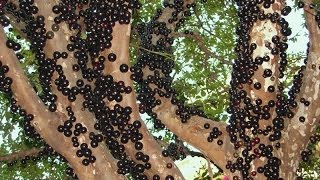 Жаботикаба (Джаботикаба) Бразильское дерево, у которого растут плоды на стволе дерева