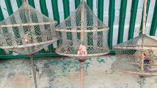persiapan pasang umpan kepiting bakau pakai kepala ayam