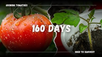 Growing TOMATOES 🍅 From Seed - 160 Days Time Lapse