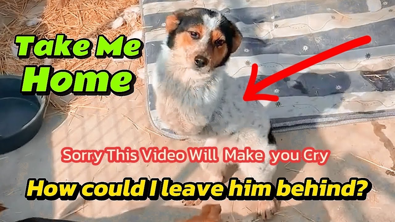 Shelter's Saddest Disabled Dog Was Rejected By Every Adoptor