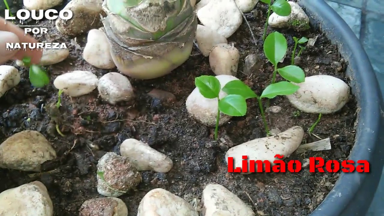 Como plantar limão rosa - thptnganamst.edu.vn