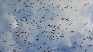 bats fly kill flying dusk humans mammals facts science learn amazing attack