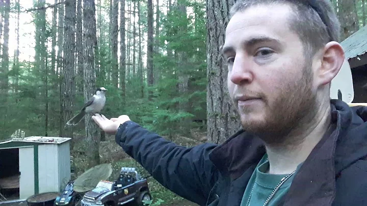 Hand Feeding the gray jays at my Cabin in the Mountains
