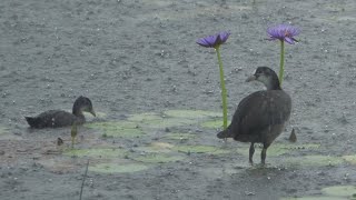 A pond with water lilies in bloom. Young coots are enjoying the rain.  rain sounds