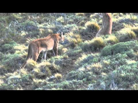 Video: Sulle Tracce Di Puma In Patagonia - Rete Matador