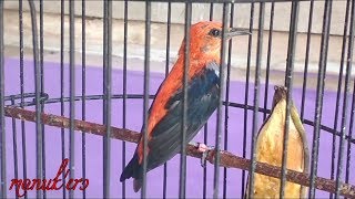 Burung Bangcit jawa | kemladean merah gacor | burung masteran