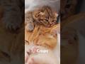 😊Tiny Baby Cats Sleeping On Mom Cat&#39;s Head - #cat #cute #funny