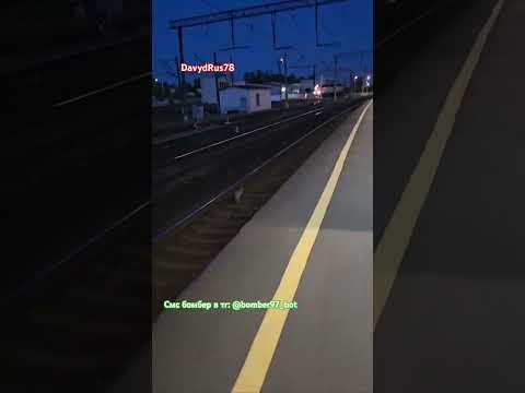 ЗАЙЦЫ В ПИТЕРЕ! #питер #davydrus78 #rutube #заяцнадороге