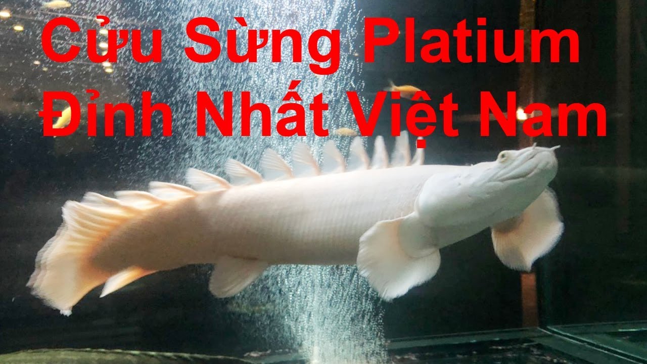 Setup hồ khủng để nuôi cá cửu sừng. hàng siêu hiếm - YouTube