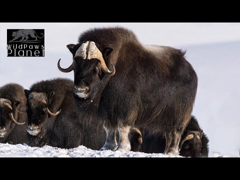 Video: Musk ox: lifestyle features