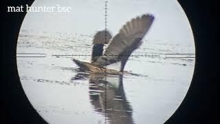 hunting belibis bersama sniper tabalong dan sniper muara poin melimpah.