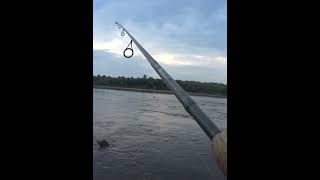 Здоровенный язь на Chubby SSR #fishing #голавль #рыбалка
