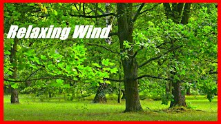 Relaxing Wind Sounds Through The Trees, White Noise Nature Sound, 10 Hours