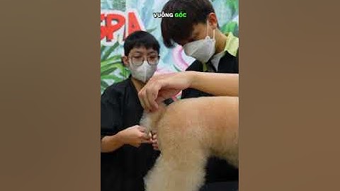 GIẢNG VIÊN 1 KÈM 1 TRỰC TIẾP HƯỚNG DẪN HỌC VIÊN TẠI TRUM’S PET ACADEMY ✂️