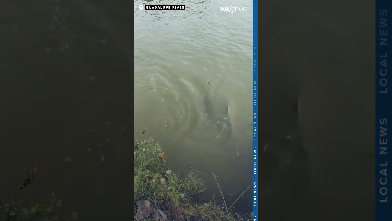 Man catches bull shark in the Guadalupe River