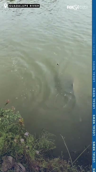 Man catches bull shark in the Guadalupe River - YouTube