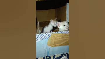 Shimba Sheeru Cat Simmba Cute Cutecat Cutecat Cutepet Kitten 