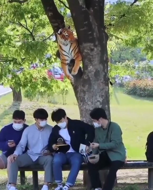 Prank harimau di Korea momen lucu #prank korea
