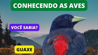 Curiosidades Sobre o GUAXE - Red-rumped Cacique - Brazilian Birds Singing