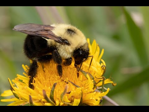 Meet Your Neighbors - The Two-Spotted Bumble Bee