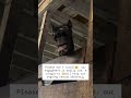 Please don't scroll. our engagement is really low. A single hi will help our ongoing rescue efforts