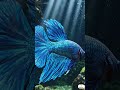 A living canvas of nature. The regal form of the Halfmoon Betta! ✨🐠 #bettafish #sea #naturebeuty