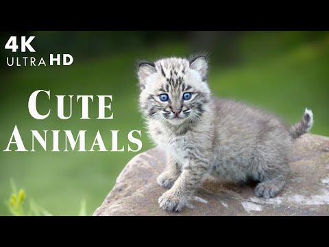 Relax With These Lovely Moments With Relaxing Music and Nature Sounds : Baby Animals 4K 60FPS