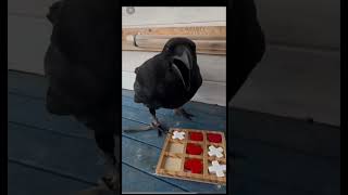 so clever #crow #crows #cleveranimals #birdspecies