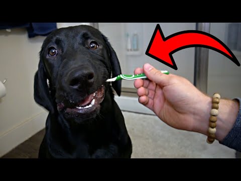 Labrador Puppy Brushes Teeth For The First Time!!