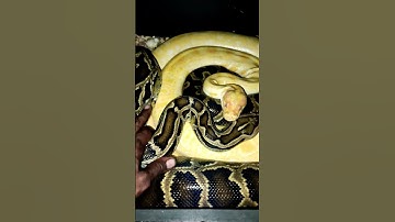 “Birmese pythons: de reuzen die de wildernis overnemen” #burmesepythons