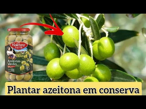 Vídeo: Você pode cultivar um poço de azeitonas: Cultivando oliveiras de caroços