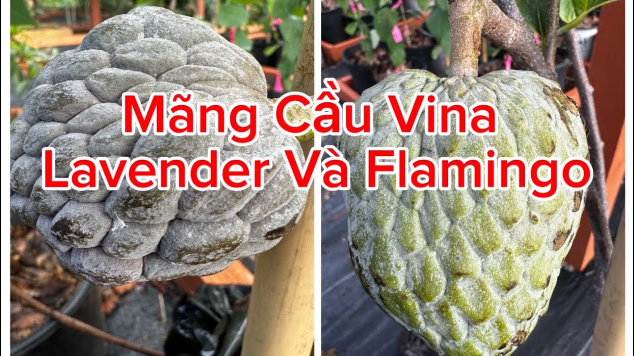 Mãng Cầu Atemoya Vina Lavender Và Flamingo Đã Về Alabama Và Chia Sẻ Cách Xuống Đất Cho Hai Em. 