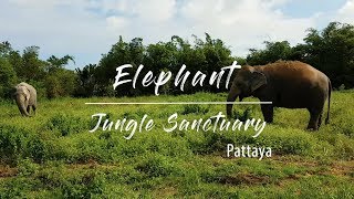 If you are looking for an experience like no other, then need to visit
elephant jungle sanctuary! located deep in the jungle, can life wit...