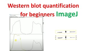 Quantification of western blot using imageJ for beginners | western blot quantification | imagej |