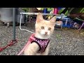 【キャンプ猫だいず】初めての猫連れキャンプ♂猫だいず Camp cat debut