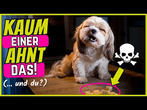 Video: Sind Karottenbäume für Hunde giftig?