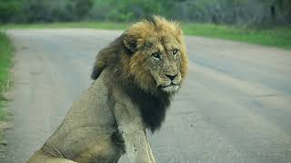 Northern Lions Challenge Established Prides! New Male Lions In Territory. Kruger National Park!#lion