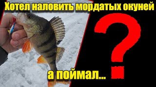 Хотел наловить мордатых окуней, а поймал...