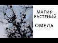 Магия растений  Омела