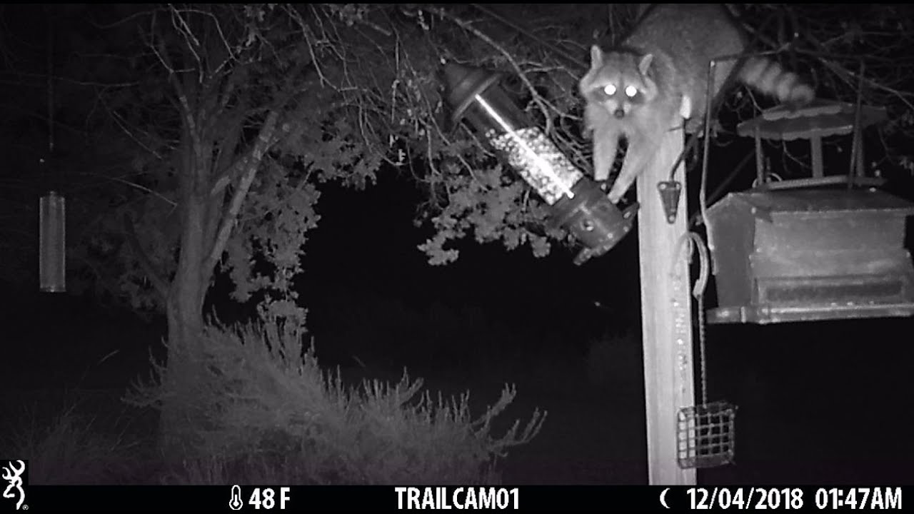 Raccoon proof your bird feeder, part 1 attempted YouTube