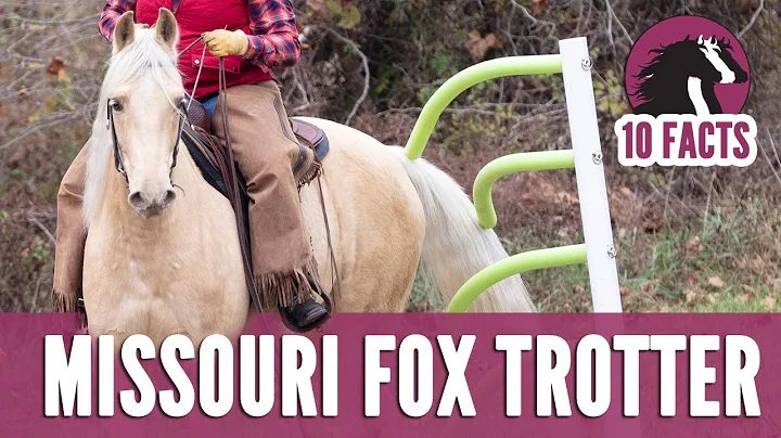 10 Fascinating Facts About the Missouri Fox Trotte...