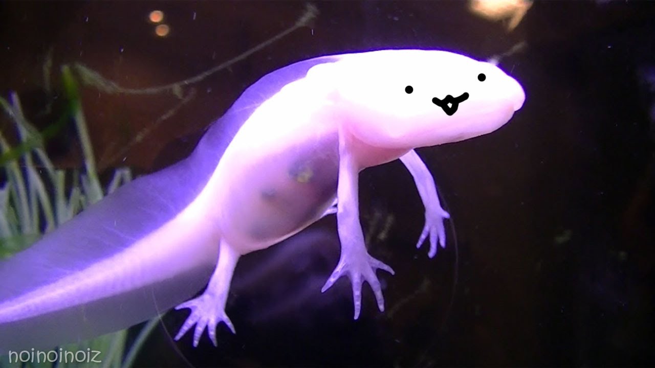 着地できないウーパールーパー 水族館 Axolotl That Can T Land Youtube