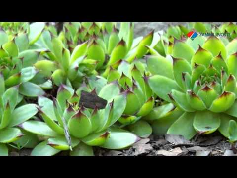 Video: Berba biljaka čaja - Savjeti o tome kako ubrati Camellia Sinensis