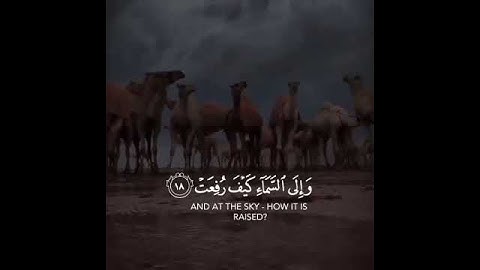 { أَفَلا يَنْظُرُونَ إِلَى الإِبِلِ كَيْفَ خُلِقَتْ (17) } | سورة الغاشية | عبدالرحمن المسعد |تلاوة