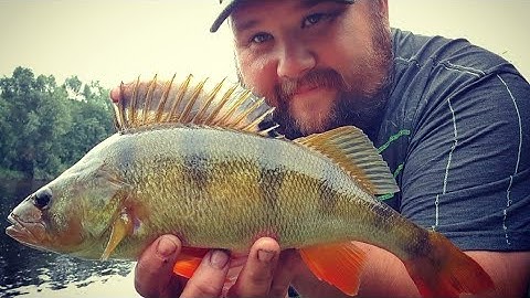 River Ribble Stick Float Fishing - Big Perch and Roach