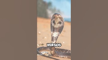 Epic Showdown  King Cobra vs Burmese Python!