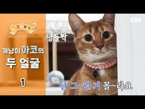 고양이를 부탁해 - 개냥이 아코의 두 얼굴_#001