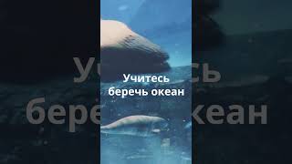 Океан — это сокровищница, гарантирующая будущее человечеству ... #океан #рыба #будущее #shorts